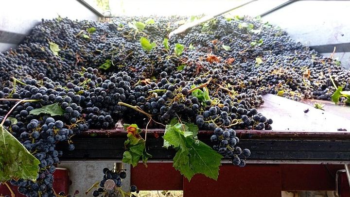 Greve in Chianti Organic Family Winery Visit: Vineyard, Olive Grove and Cellar Tasting (4/8)