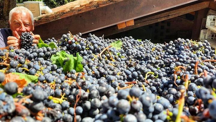 Greve in Chianti Organic Family Winery Visit: Vineyard, Olive Grove and Cellar Tasting (3/8)