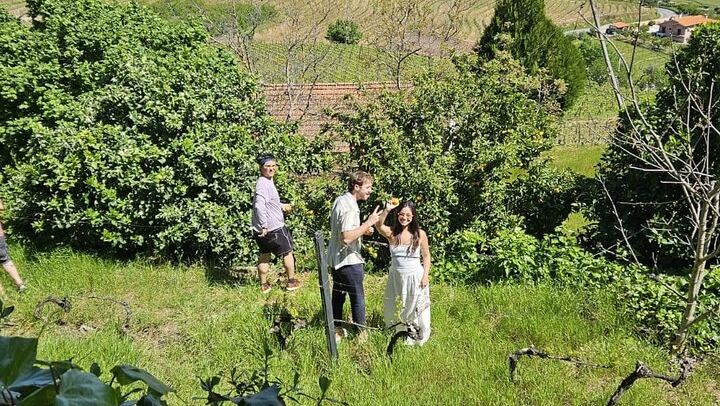 Lamego Guided Wine Tasting at Quinta de Sequeiros with Olive Oil and Honey (4/9)