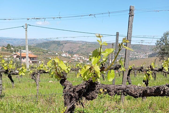 Lamego Guided Wine Tasting at Quinta de Sequeiros with Olive Oil and Honey (8/9)
