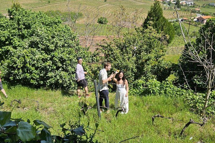 Lamego Guided Wine Tasting at Quinta de Sequeiros with Olive Oil and Honey (4/9)