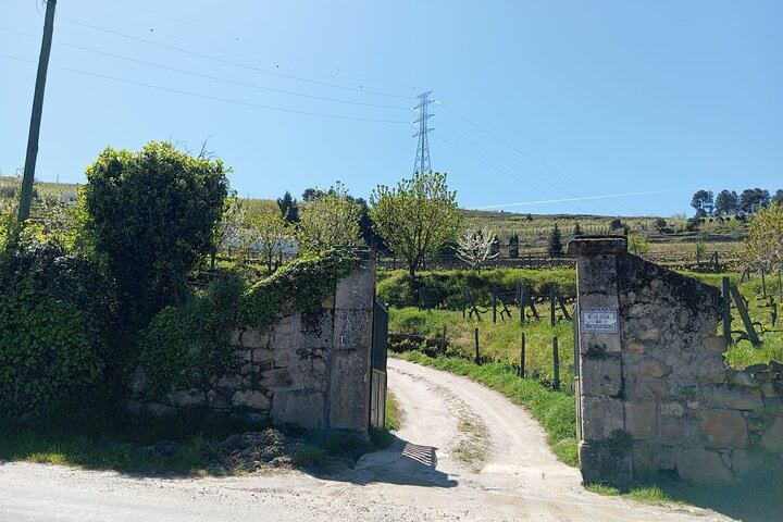 Lamego Guided Wine Tasting at Quinta de Sequeiros with Olive Oil and Honey (5/9)