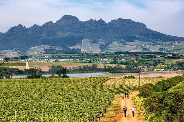Stellenbosch Half-Day Mountain Bike Winelands Tour with Wine Tasting Stops