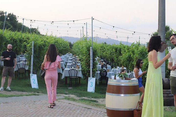 Alba Vineyard Walk, Cellar Visit and Langhe Lunch with 5 Wines at MyLanghe (5/9)