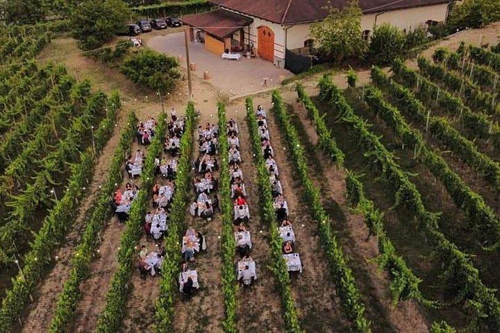 Alba Vineyard Walk, Cellar Visit and Langhe Lunch with 5 Wines at MyLanghe (4/9)