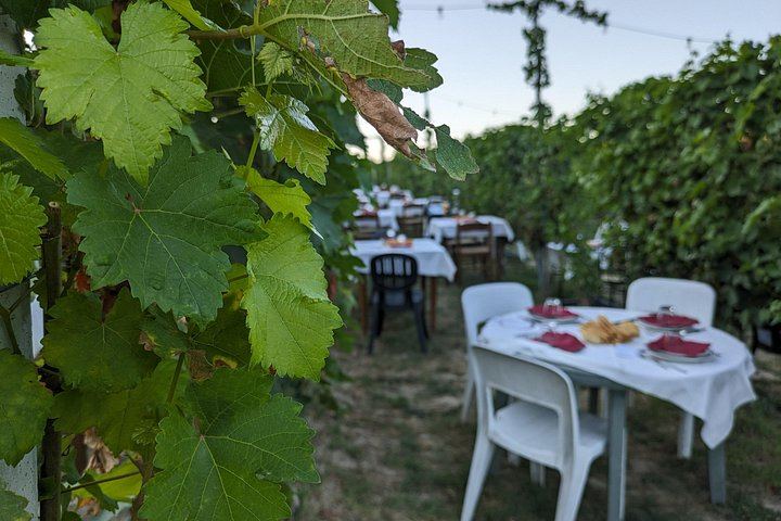 Alba Vineyard Walk, Cellar Visit and Langhe Lunch with 5 Wines at MyLanghe (3/9)