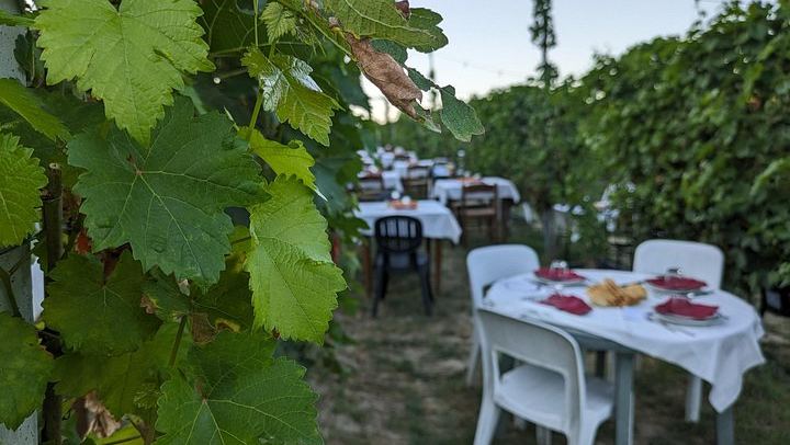 Alba Vineyard Walk, Cellar Visit and Langhe Lunch with 5 Wines at MyLanghe (3/9)