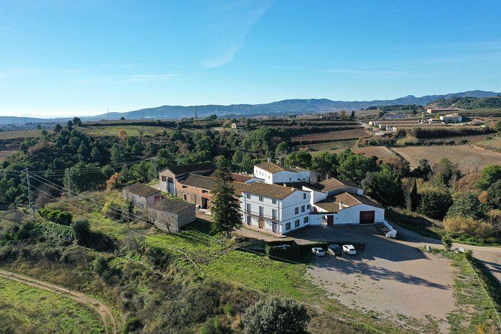 Miquel Jané Winery and Vineyard Tour in Penedès with Tasting and Seasonal Menu (6/6)
