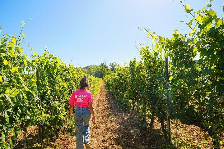Half-Day Chianti Coach Trip from Florence with Two Winery Tastings at Sunset (9/12)