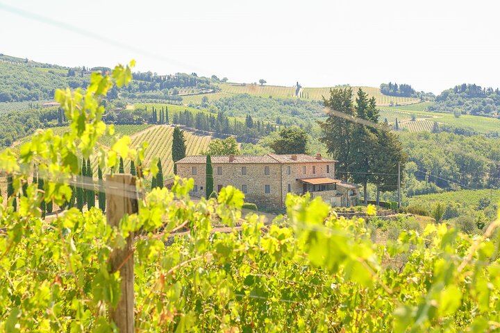 Full-Day Private Chauffeur in Chianti from Florence: Greve, Montefioralle, Panzano (6/12)