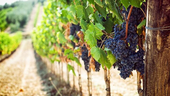 Chianti Coach Wine Tour from Florence: Poggio ai Laghi, Tenuta Torciano and Monteriggioni (3/12)