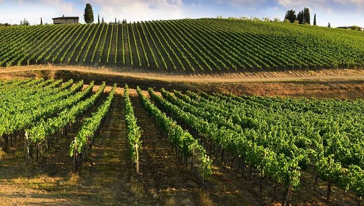 Chianti Coach Wine Tour from Florence: Poggio ai Laghi, Tenuta Torciano and Monteriggioni (4/12)