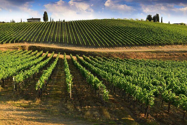 Chianti Coach Wine Tour from Florence: Poggio ai Laghi, Tenuta Torciano and Monteriggioni (4/12)