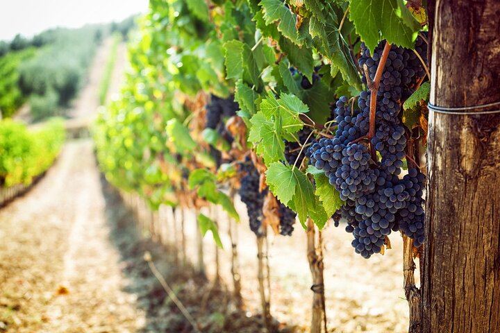 Chianti Coach Wine Tour from Florence: Poggio ai Laghi, Tenuta Torciano and Monteriggioni (3/12)