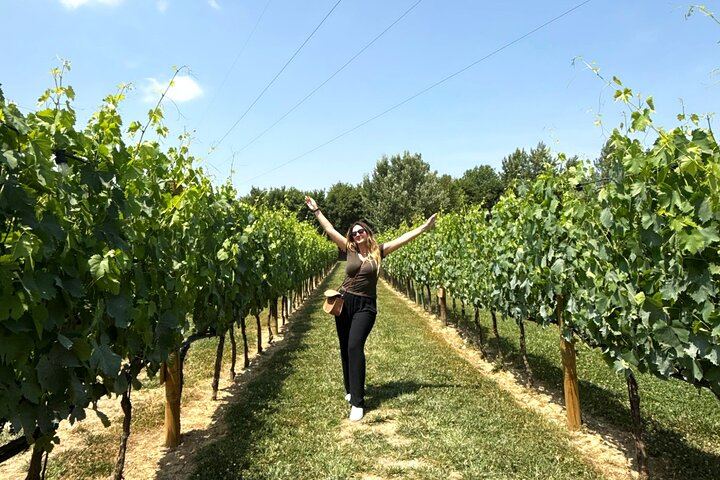 Chianti Coach Wine Tour from Florence: Poggio ai Laghi, Tenuta Torciano and Monteriggioni (12/12)