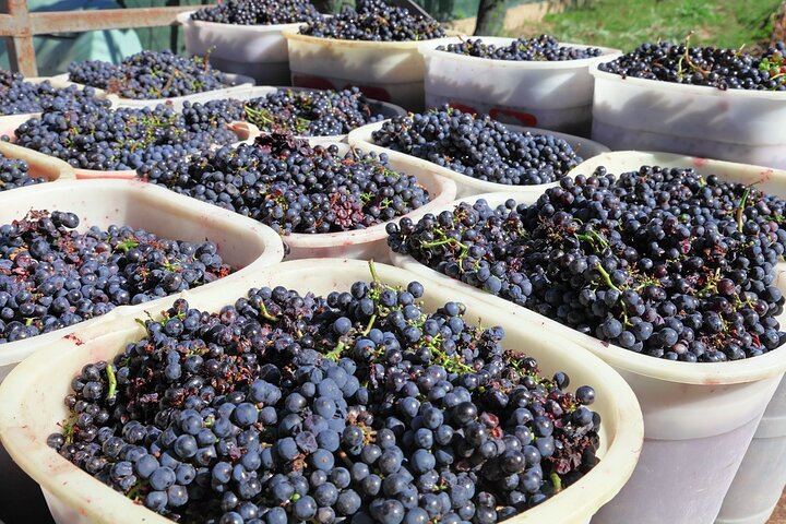 Chianti Coach Wine Tour from Florence: Poggio ai Laghi, Tenuta Torciano and Monteriggioni (5/12)