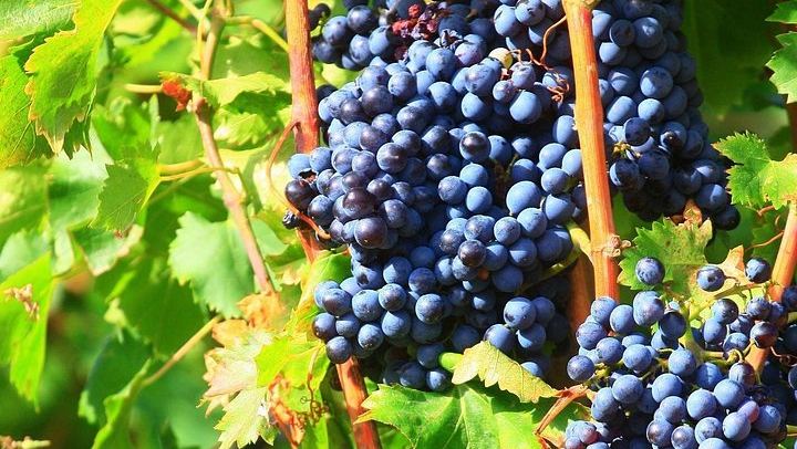 Half-Day Côtes du Rhône Crus Tour from Avignon: Two Wineries, Morning or Afternoon (2/8)