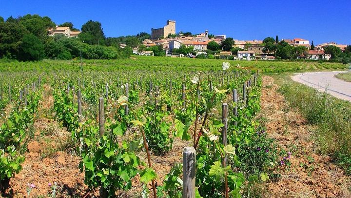 Half-Day Côtes du Rhône Crus Tour from Avignon: Two Wineries, Morning or Afternoon (3/8)