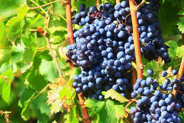 Half-Day Côtes du Rhône Crus Tour from Avignon: Two Wineries, Morning or Afternoon (2/8)