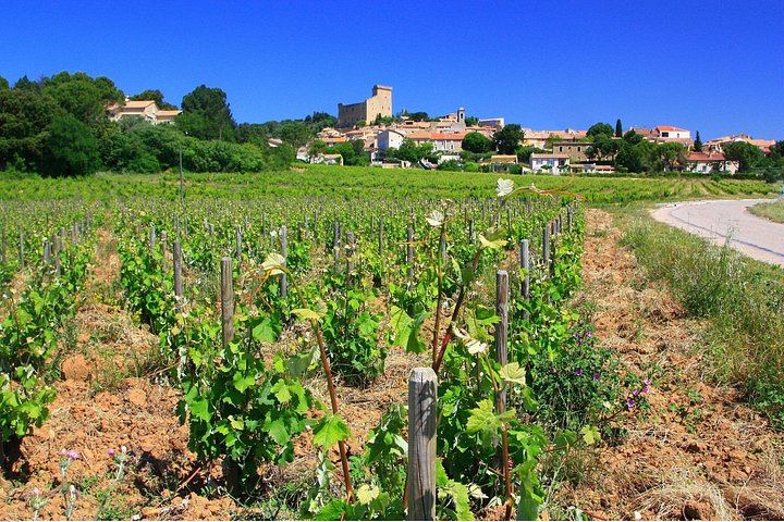 Half-Day Côtes du Rhône Crus Tour from Avignon: Two Wineries, Morning or Afternoon (3/8)