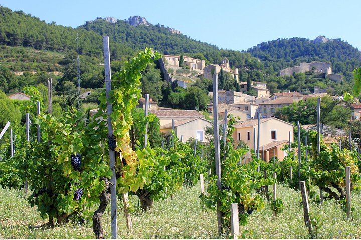 Half-Day Côtes du Rhône Crus Tour from Avignon: Two Wineries, Morning or Afternoon (5/8)