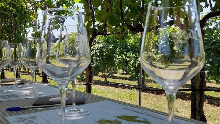 Half-Day Prosecco Road Tour from Conegliano Station with Two DOCG Wineries and Lunch (2/7)