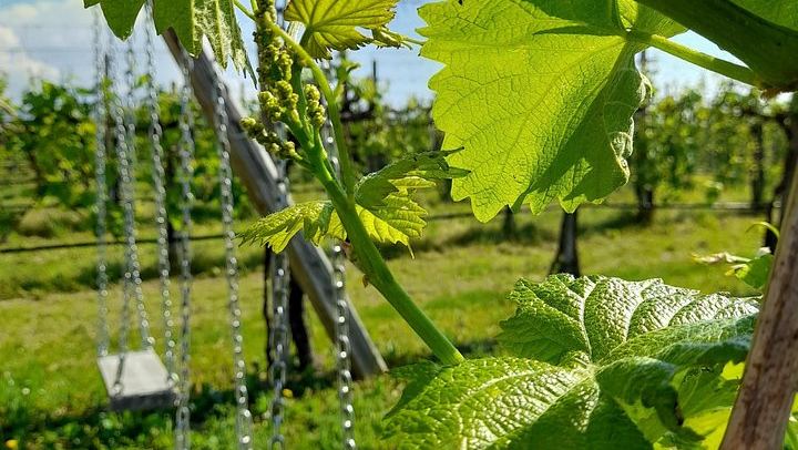 Half-Day Prosecco Road Tour from Conegliano Station with Two DOCG Wineries and Lunch (1/7)