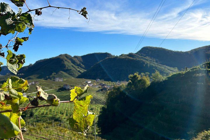 Half-Day Prosecco Road Tour from Conegliano Station with Two DOCG Wineries and Lunch (3/7)