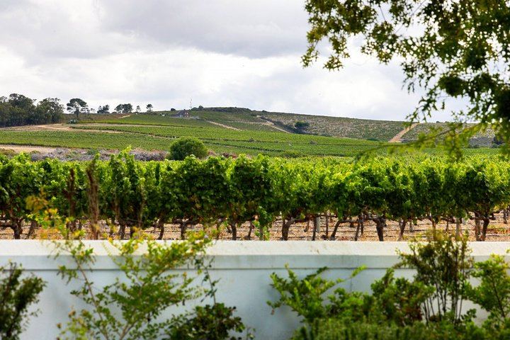 3.5-Hour Guided Stellenbosch Wine Tour from Cape Town: Zevenwacht and Cheese Pairing (8/12)