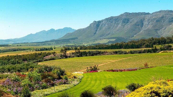 3.5-Hour Guided Stellenbosch Wine Tour from Cape Town: Zevenwacht and Cheese Pairing (2/12)