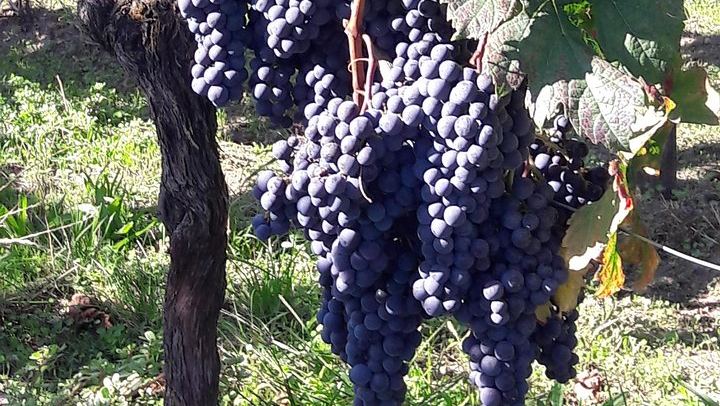 Half-Day Saint-Émilion Tour with a Certified Sommelier, Groups of Up to 4, Two Estates (2/12)