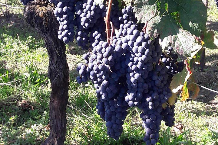 Half-Day Saint-Émilion Tour with a Certified Sommelier, Groups of Up to 4, Two Estates (2/12)