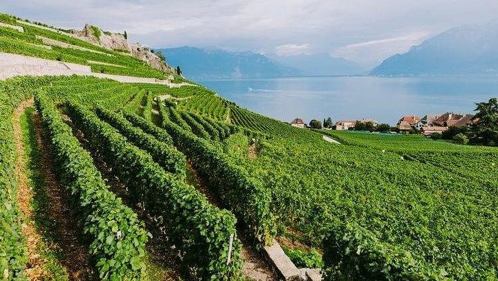 Half-Day West Kelowna Wine Tour with Hotel Pickup in a Carpe Diem Van