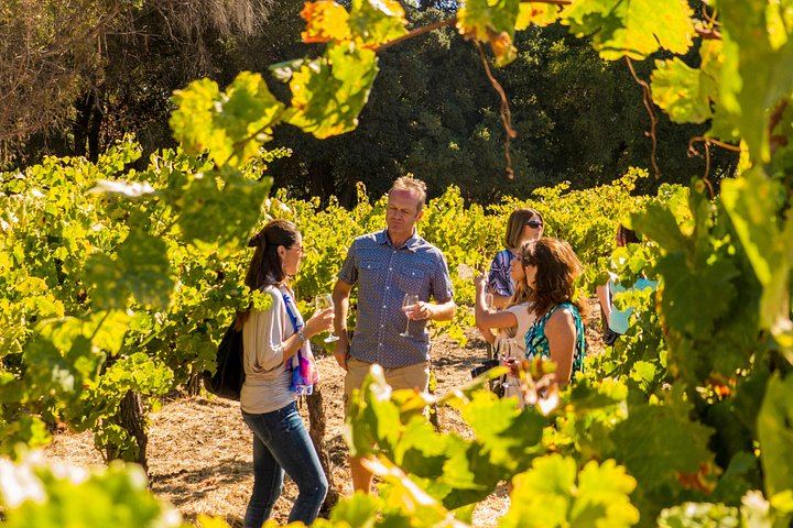Five-Hour Wine Country Coach Tour from San Francisco with Two Winery Tastings (1/7)