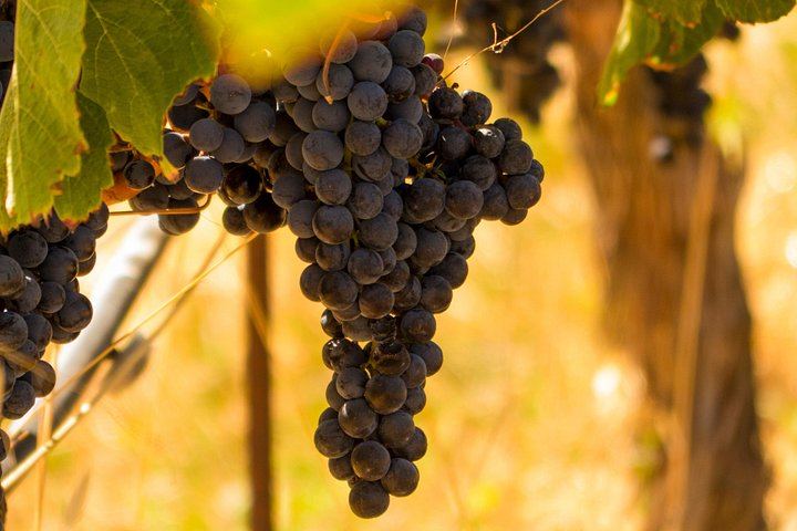 Five-Hour Wine Country Coach Tour from San Francisco with Two Winery Tastings (5/7)
