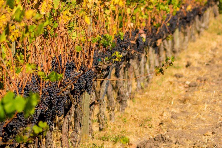 Five-Hour Wine Country Coach Tour from San Francisco with Two Winery Tastings (7/7)