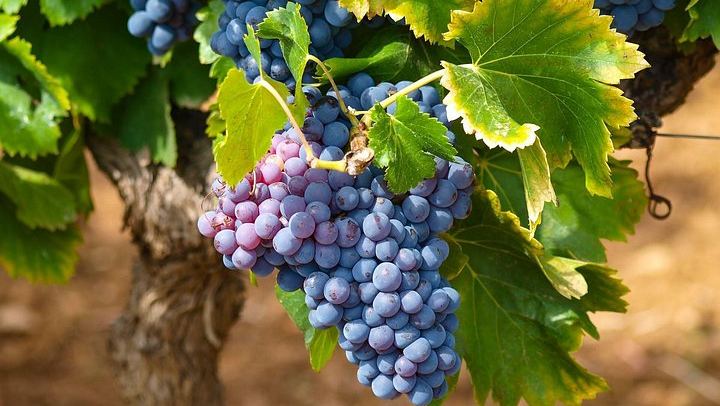 Half-Day Saint-Jeannet Family Vineyard Tasting and Saint-Paul-de-Vence Visit from Nice (2/5)