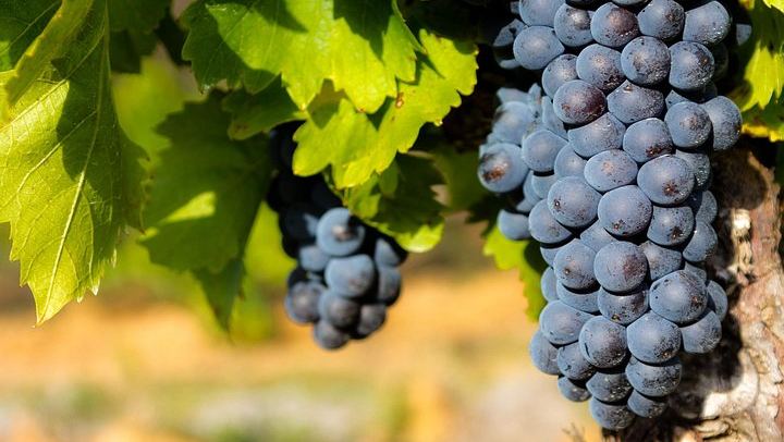 Half-Day Châteauneuf-du-Pape Walking Wine Tour: Domaine Mayard and Le Nez des Papes