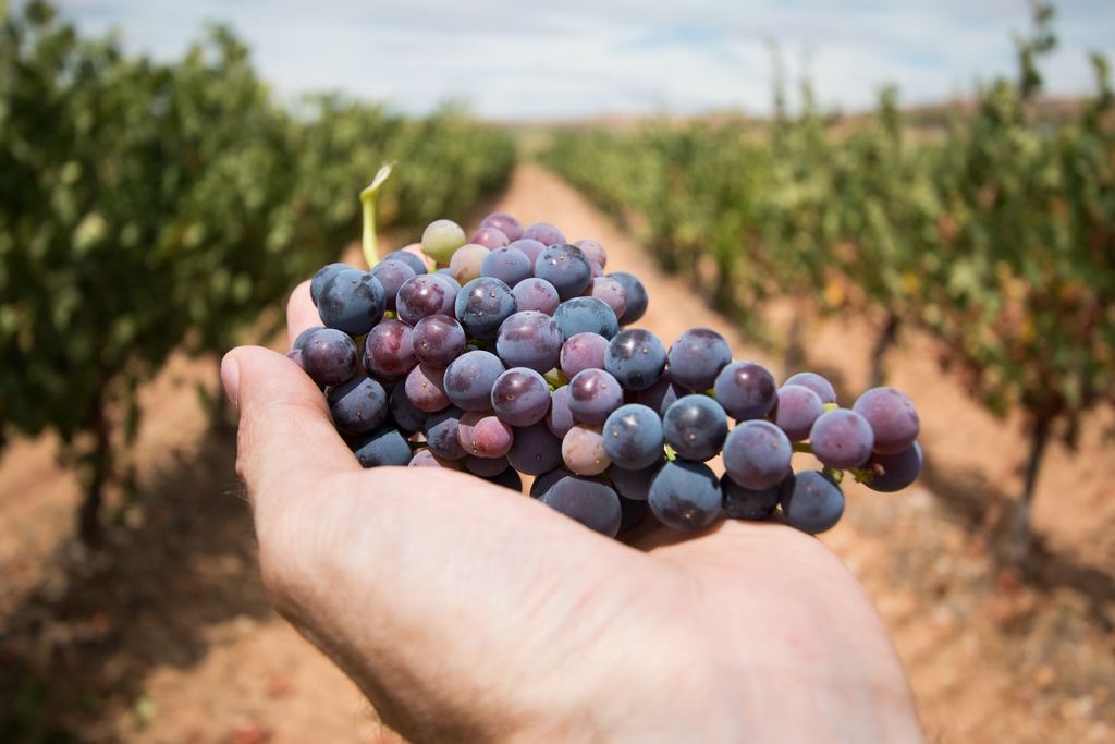A hand holding a cluster of ripe purple grapes between two vineyard rows