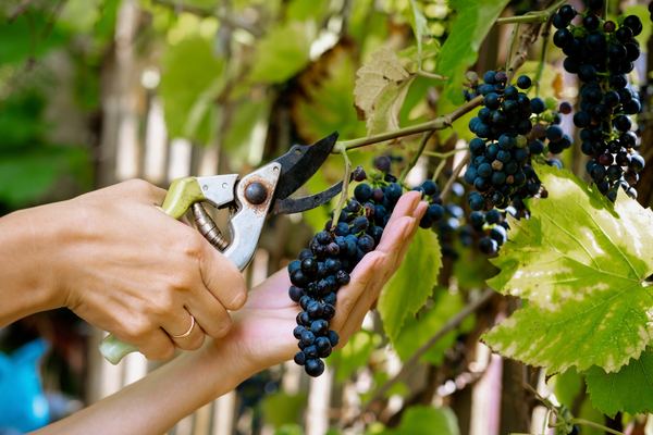 Chianti Winery Visits & Tastings