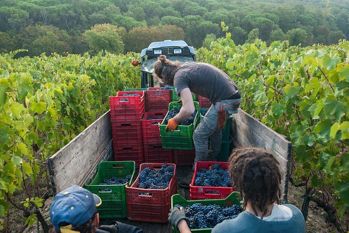 Private Siena and Chianti Day Trip from Florence by Mercedes Minivan, 8 Hours (6/12)