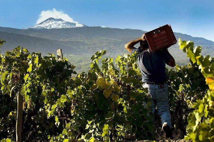 Private Etna Drive to 2,000 m from Messina Cruise Terminal with Optional Winery Tasting (5/9)