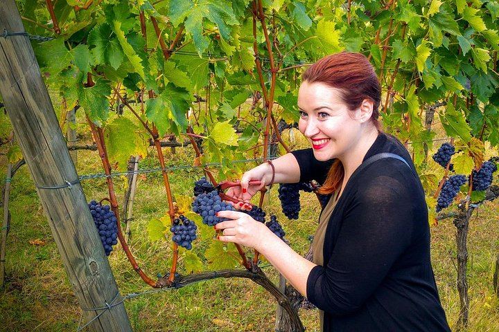 Brunello and Vino Nobile Tour: Montalcino, Montepulciano and Pienza Pecorino (2/12)