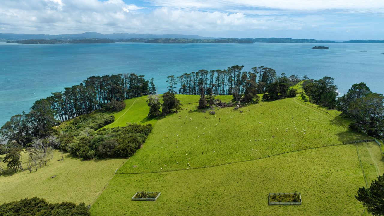 Green farmland and sheep on a headland above the Hauraki Gulf, New Zealand
