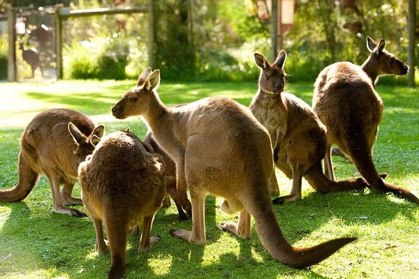 Yarra Valley Small-Group Day: Healesville Sanctuary, Yering Station and De Bortoli