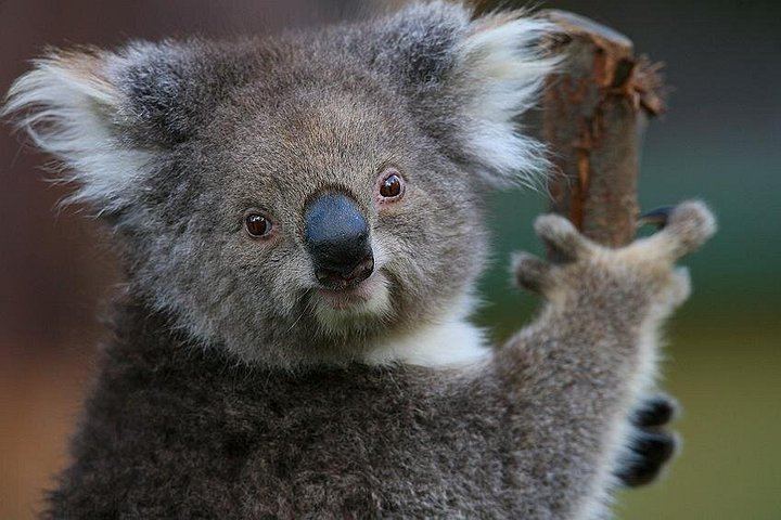 Yarra Valley Small-Group Day: Healesville Sanctuary, Yering Station and De Bortoli (1/5)