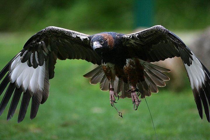 Yarra Valley Small-Group Day: Healesville Sanctuary, Yering Station and De Bortoli (5/5)