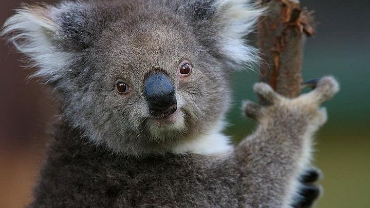 Yarra Valley Small-Group Day: Healesville Sanctuary, Yering Station and De Bortoli (1/5)