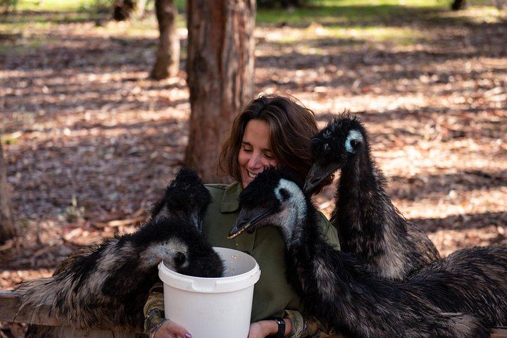 Margaret River Full-Day Hidden Gems Tour: Family Producers, Olive Farm Lunch, Emu Feeding (7/12)