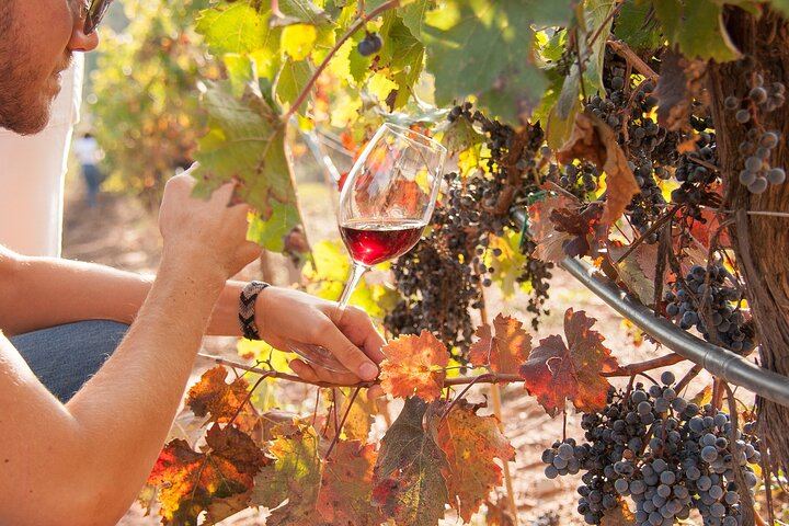 Private Mercedes Wine Day from Barcelona: Ca n'Estella Cava, Tapas and Penedès Wines (9/10)